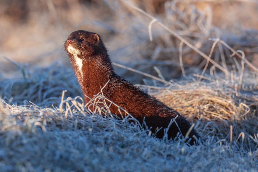 American mink