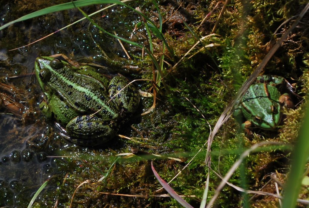 Edible frog species complex