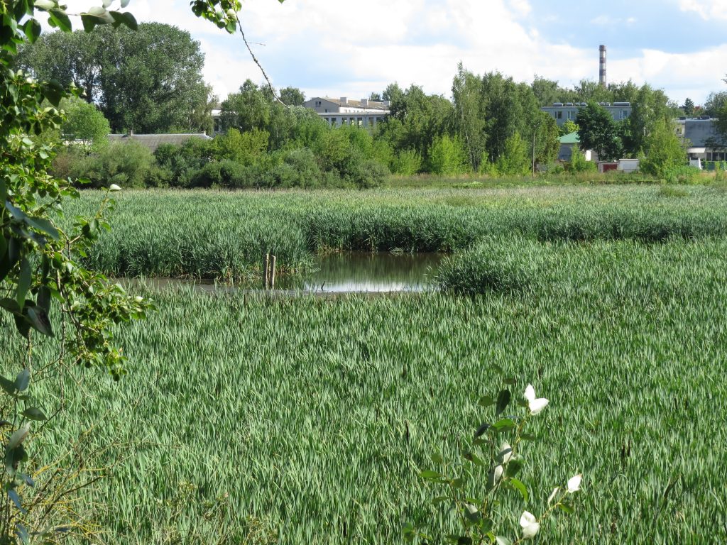 Pond