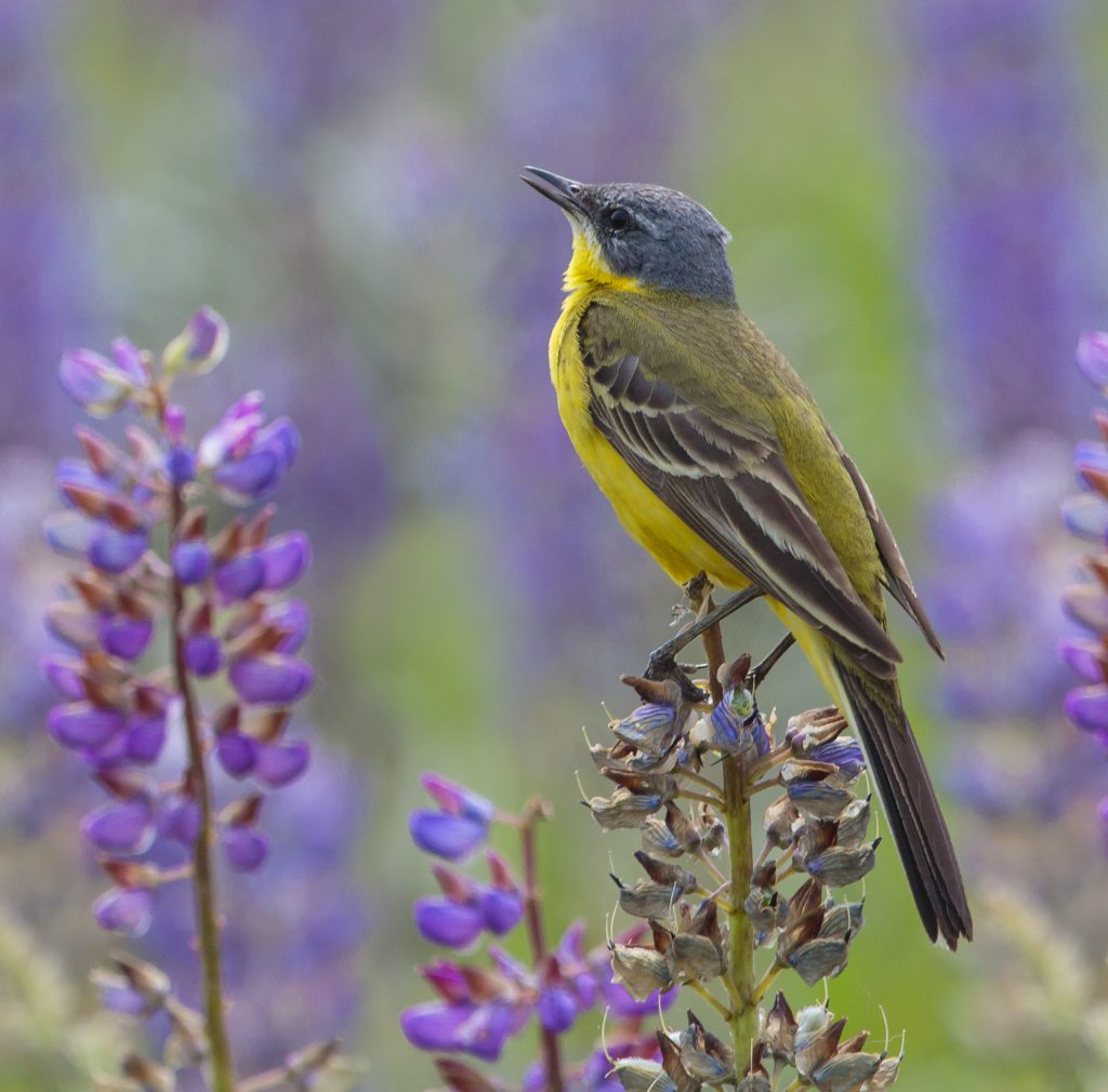 Yellow wagtail