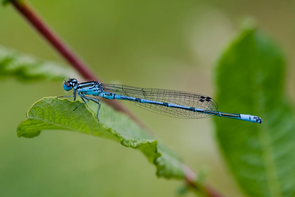 Azure damselfly