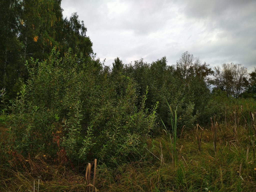 Shrubs