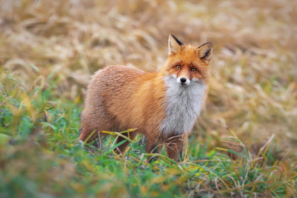 Red fox