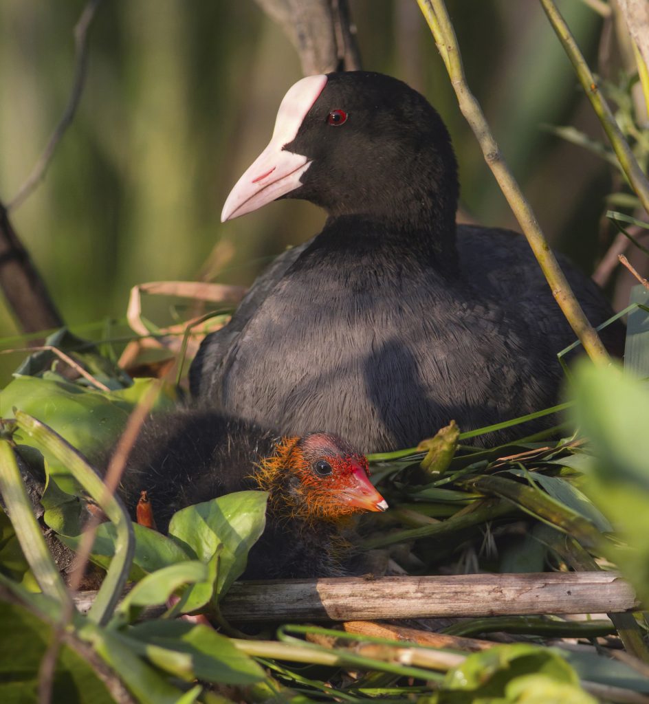 Common coot