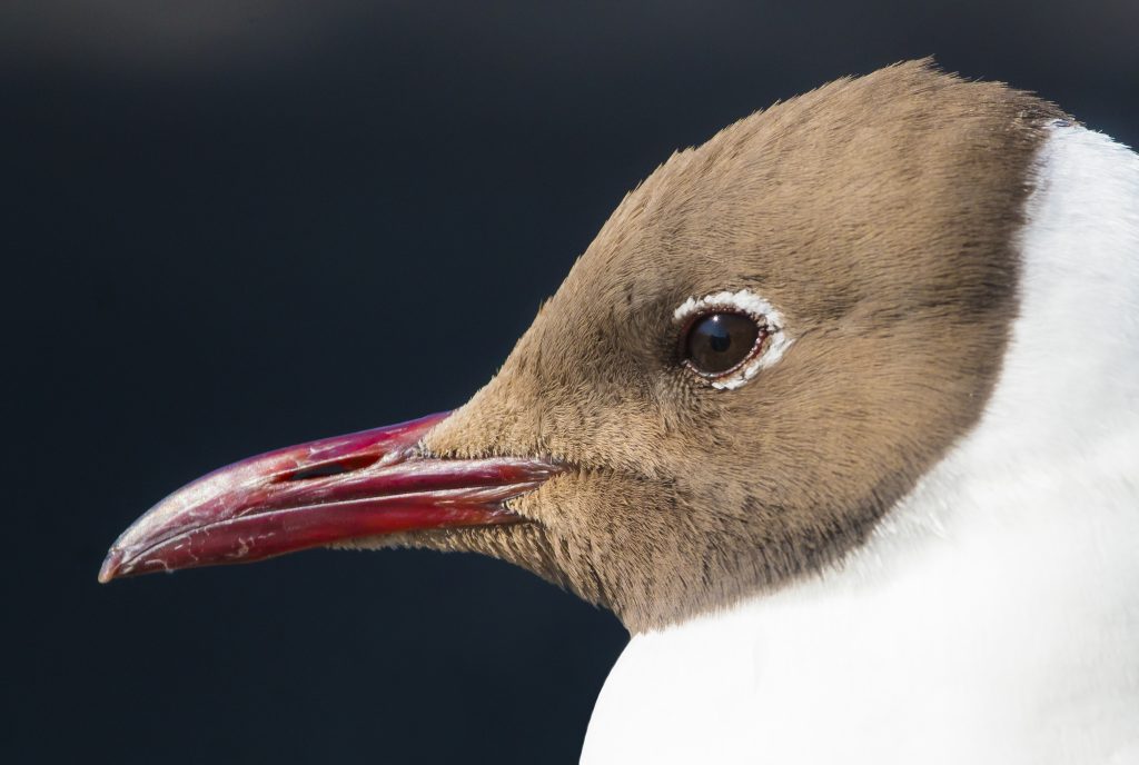 Black-headed gull
