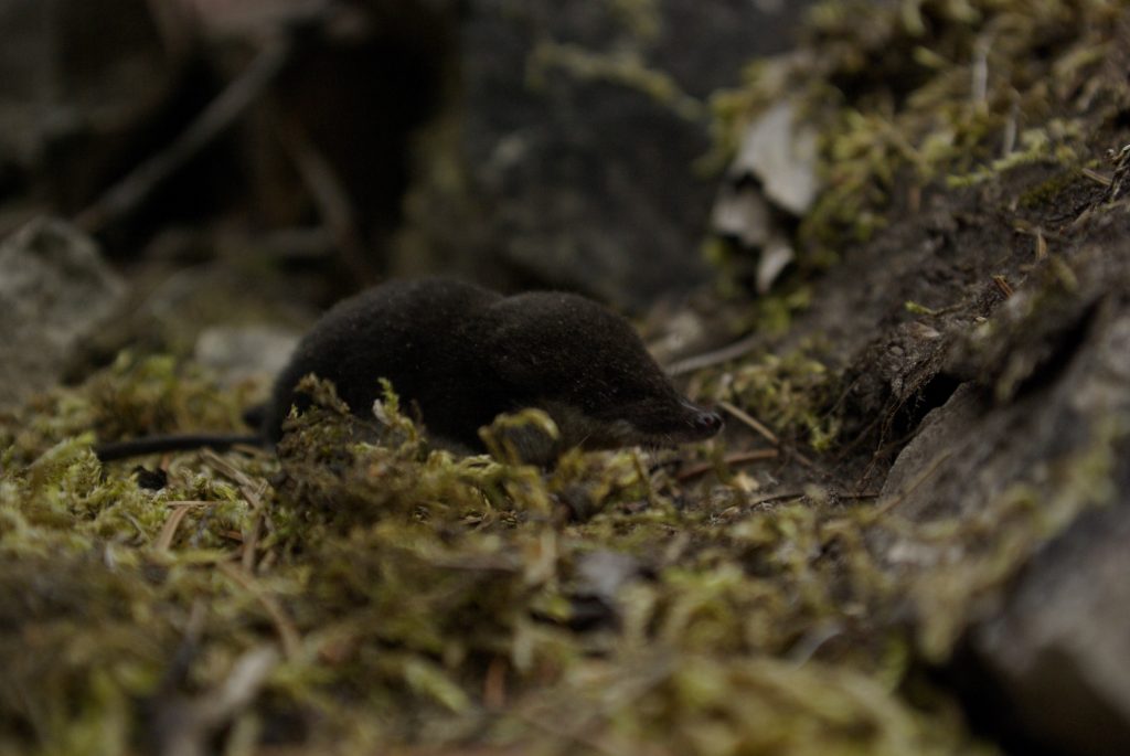 Water shrew
