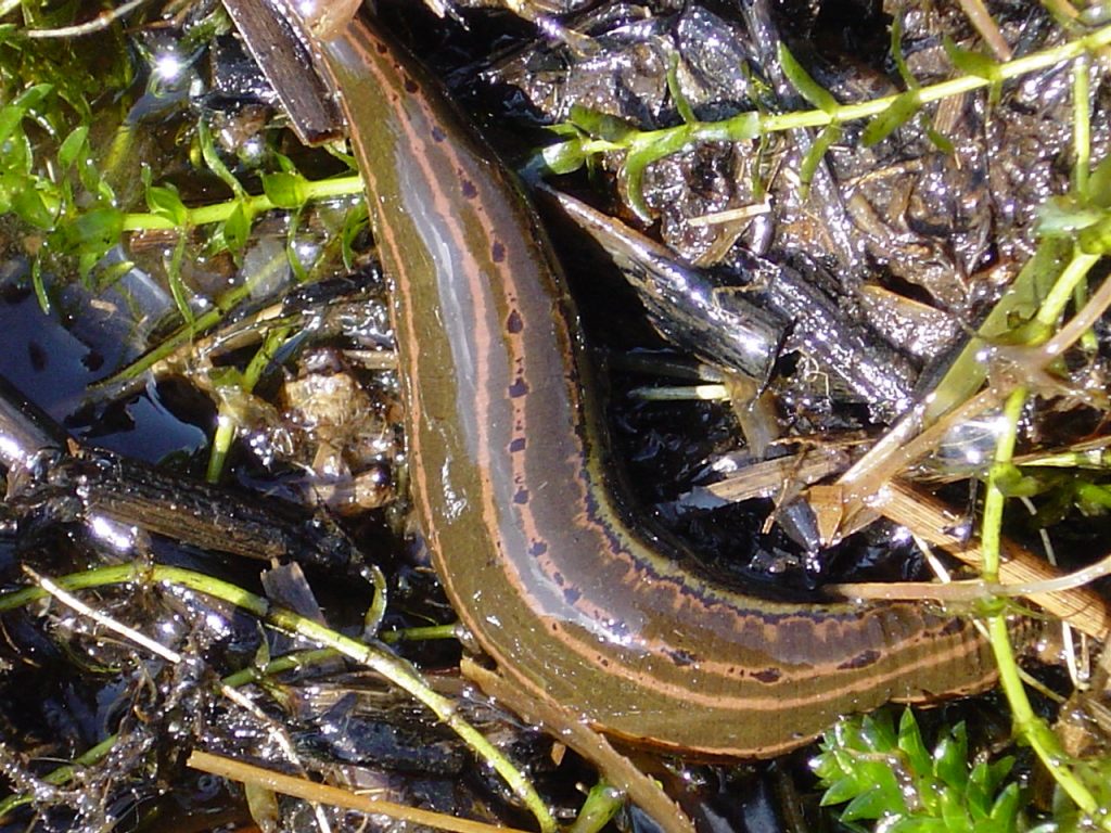 European medicinal leech