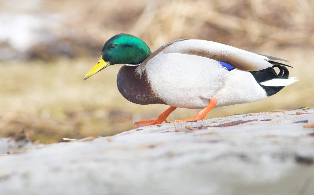 Mallard
