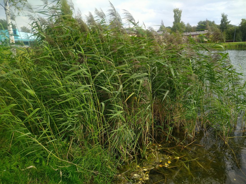 Reed bed