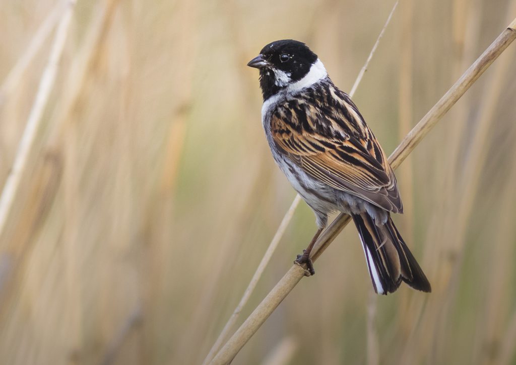 Reed bunting