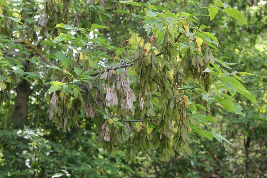 Ashleaf maple