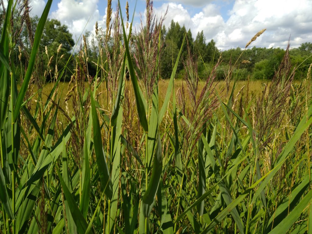 Common reed
