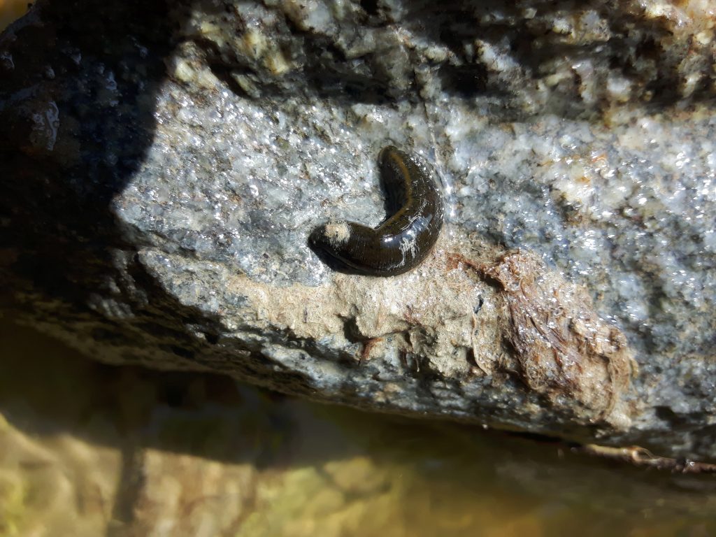 Horse leech