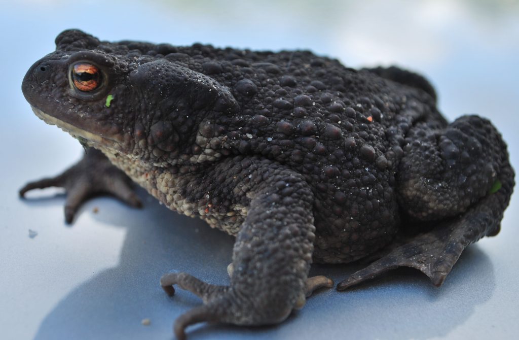 European toad