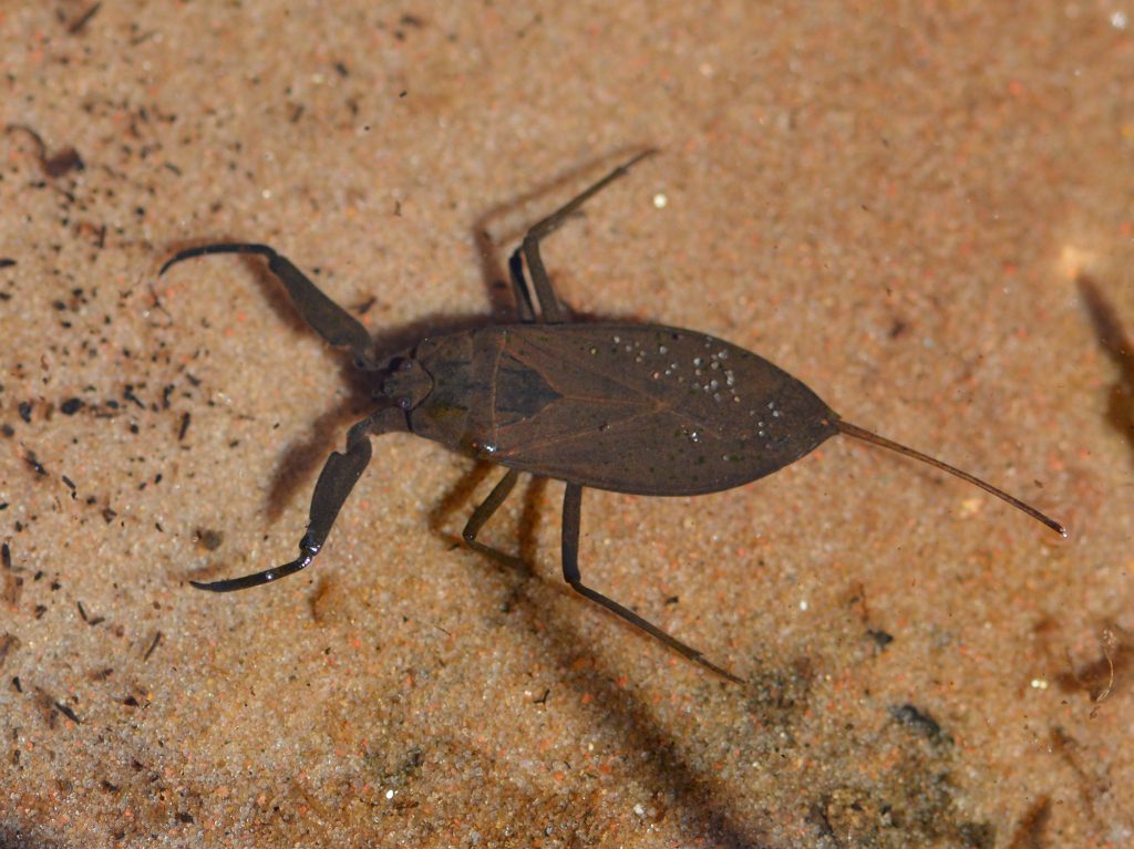Water scorpion