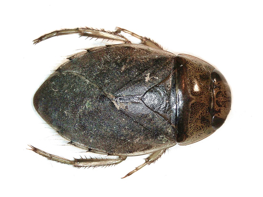 Saucer bug