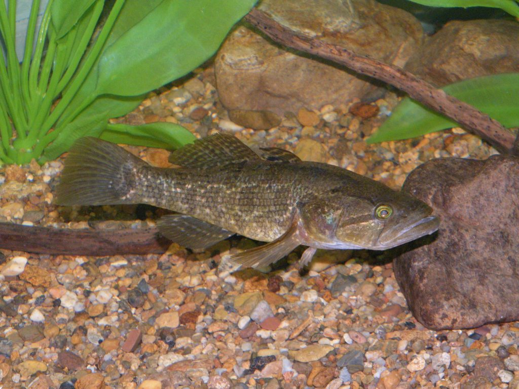 Amur sleeper