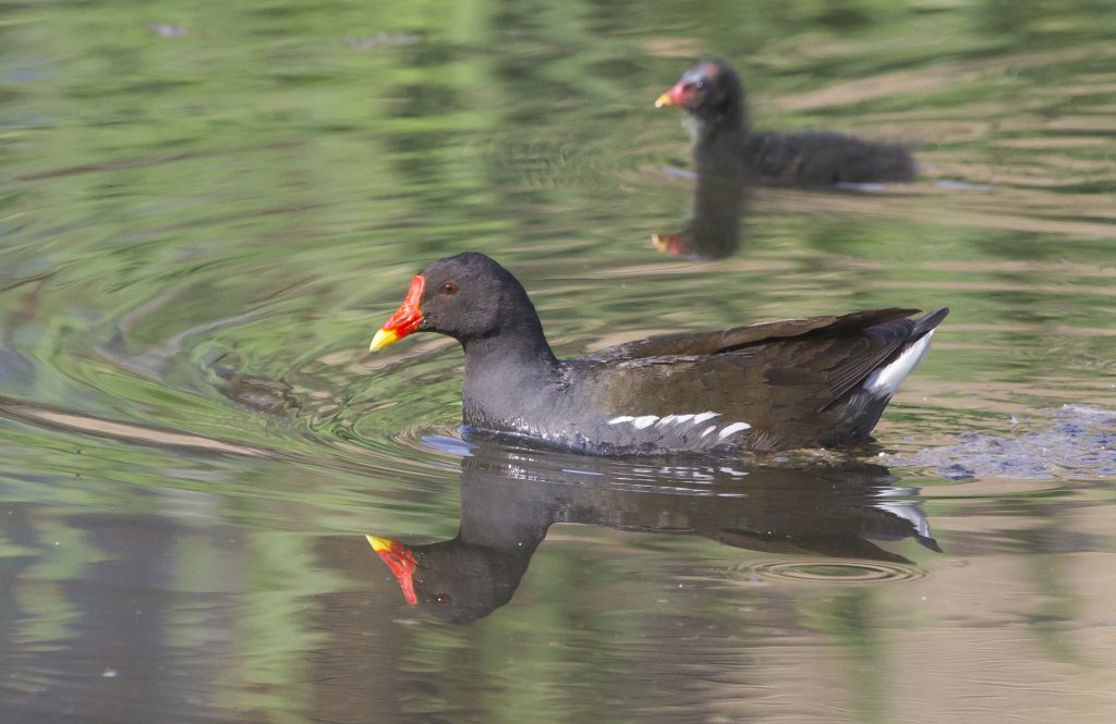 Moorhen