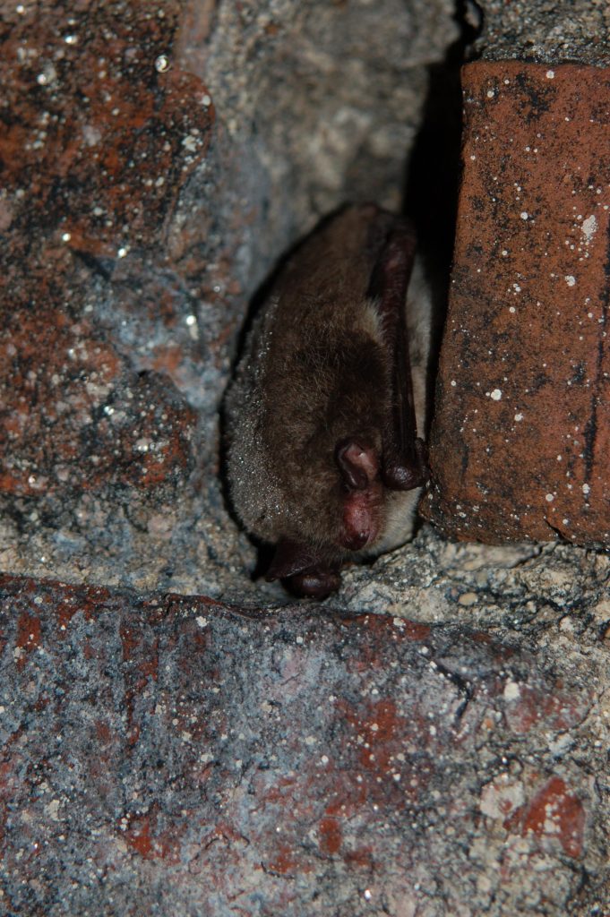 Daubenton’s bat