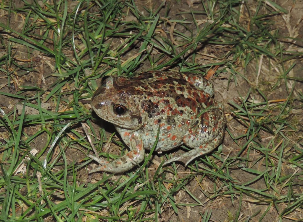 Common spadefoot