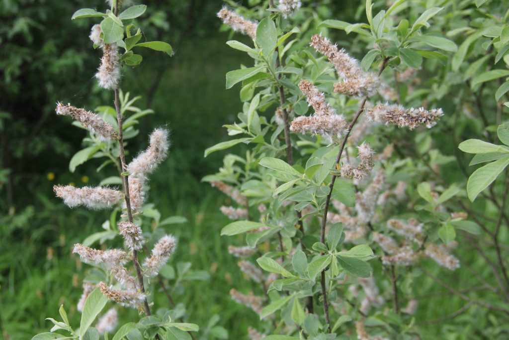Willows