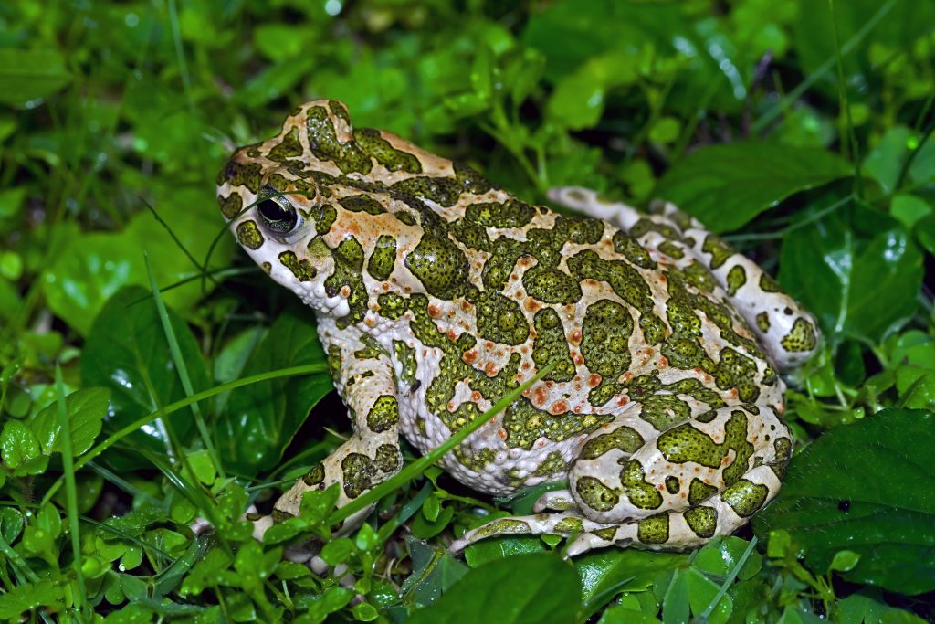 Green toad
