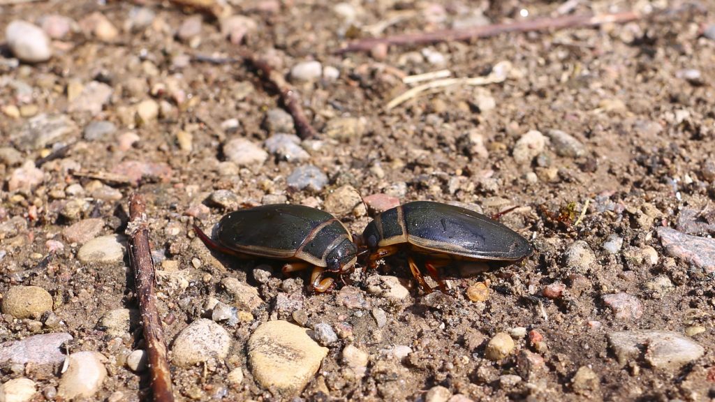 Great diving beetle