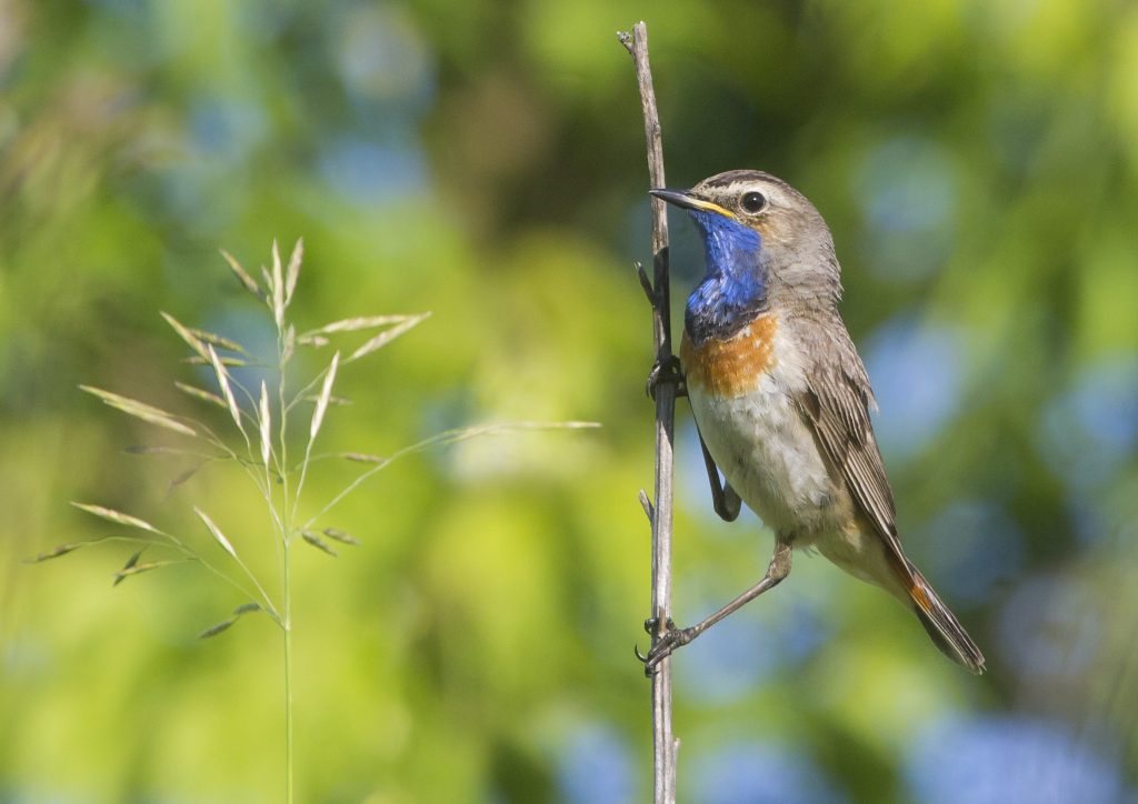 Bluethroat